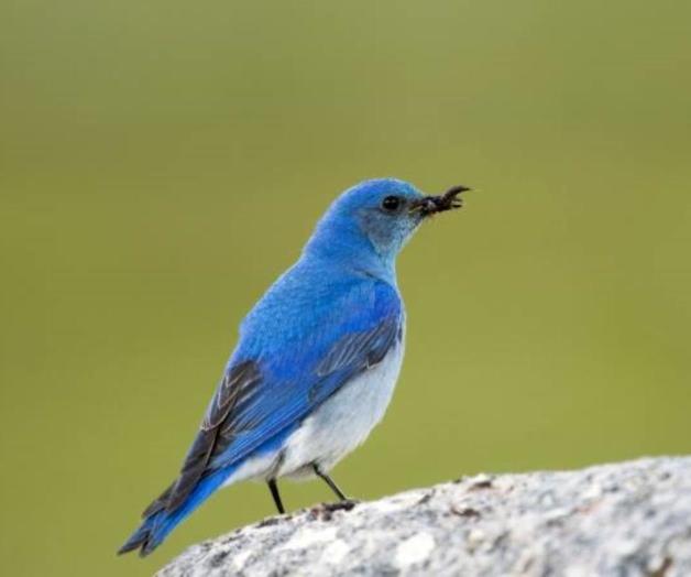 El pájaro de Twitter vive en México
