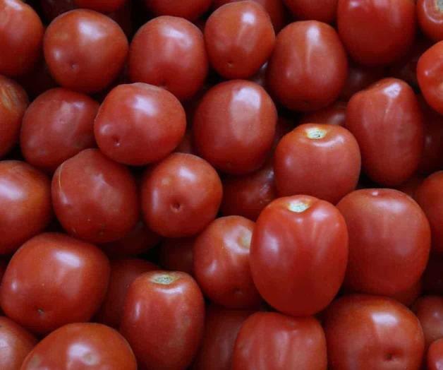 Se dispara precio del jitomate Se dispara precio del jitomate