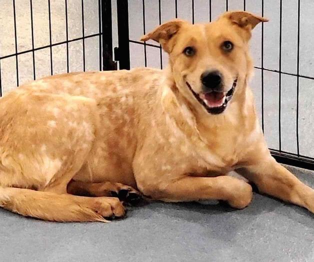 Urgen hogares para mascotas