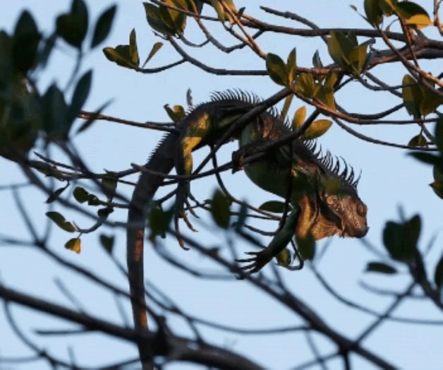 Ola de frío en Florida provoca lluvia de iguanas y cierre de parques Ola de frío en Florida provoca lluvia de iguanas y cierre de parques