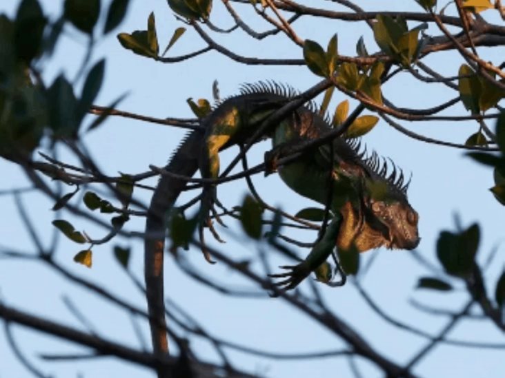 Ola de frío en Florida provoca lluvia de iguanas y cierre de parques Ola de frío en Florida provoca lluvia de iguanas y cierre de parques