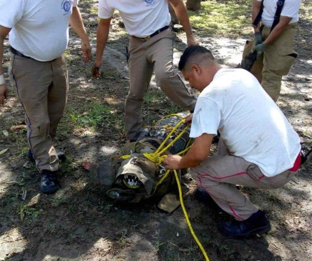 Capturan a enorme cocodrilo Capturan a enorme cocodrilo