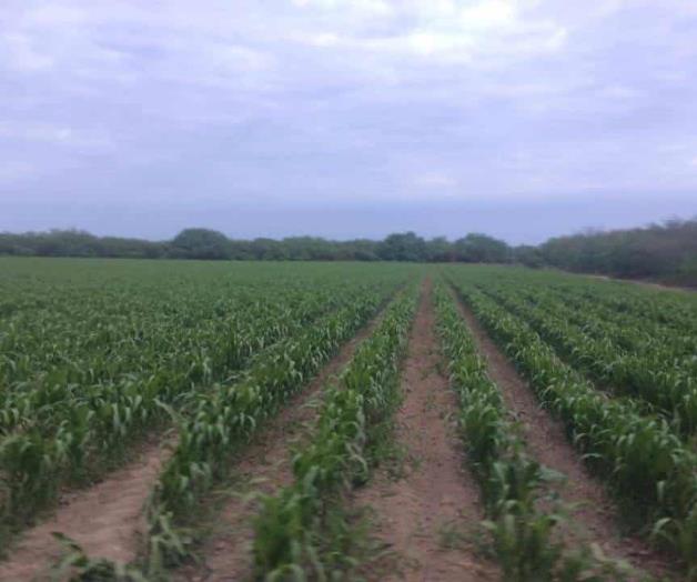 Liberan insectos benéficos  para controlar plagas