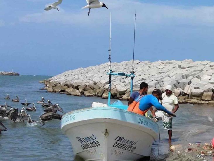 Se desploma captura de camarón Se desploma captura de camarón