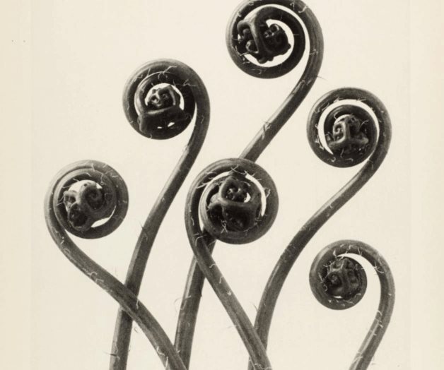 Botánica aplicada al arte