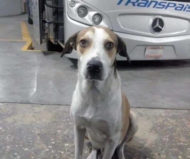 Muere “Firulais”, el perrito trabajador