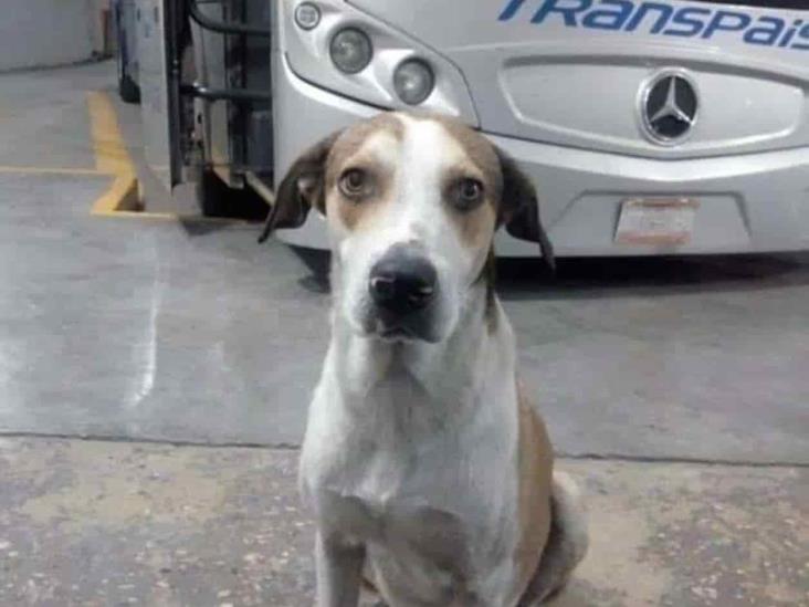 Muere “Firulais”, el perrito trabajador Muere “Firulais”, el perrito trabajador