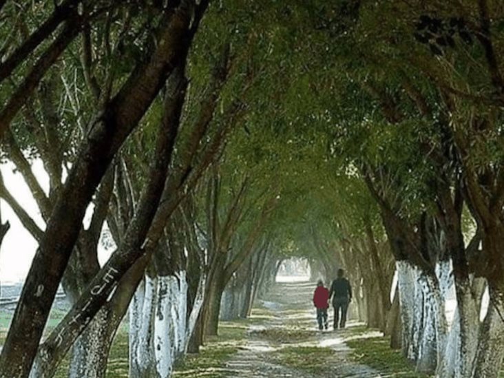 Denuncian destrucción de famoso paseo verde Denuncian destrucción de famoso paseo verde