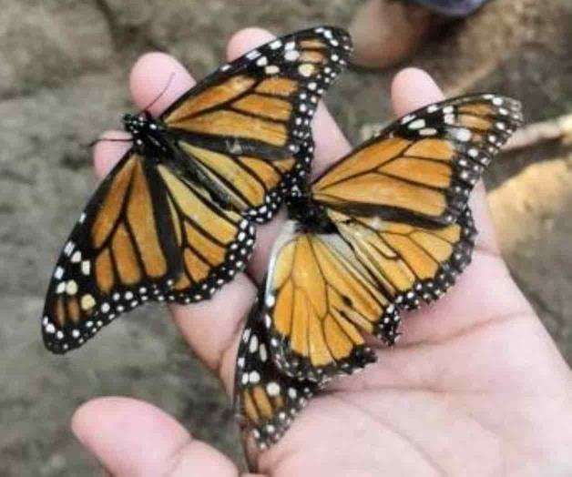 Reportan niveles críticamente bajos de mariposa monarca en California Reportan niveles críticamente bajos de mariposa monarca en California