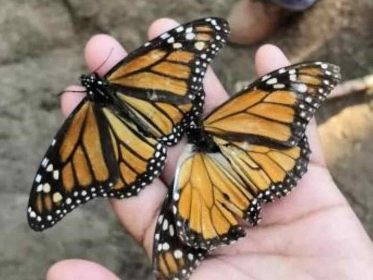 Reportan niveles críticamente bajos de mariposa monarca en California Reportan niveles críticamente bajos de mariposa monarca en California
