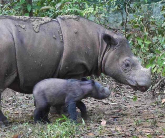 En 2019 declaran extintas a dos especies de animales En 2019 declaran extintas a dos especies de animales