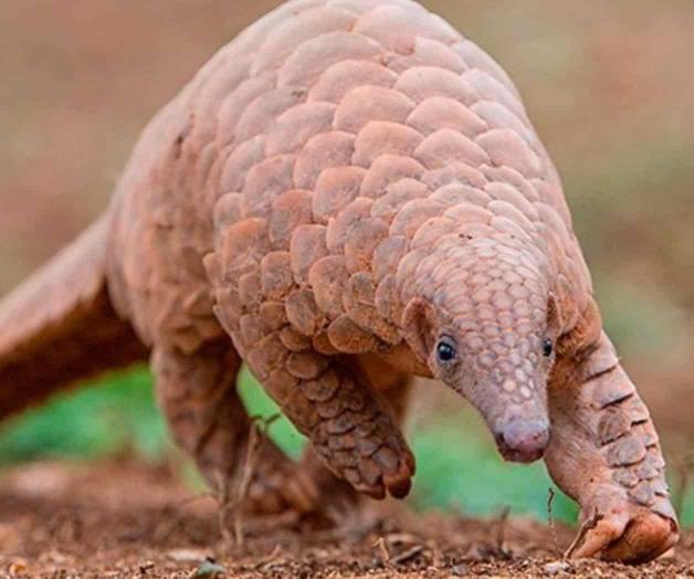 Mamífero pangolín podría ser el transmisor del coronavirus: Estudio