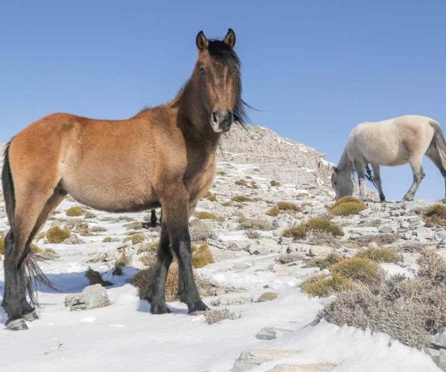 La curiosa historia de la única manada de caballos salvajes de Andalucía