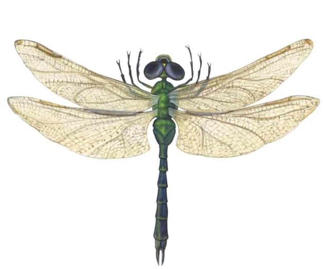 Del robot insecto a la medusa cíborg: animales al servicio del espionaje y la investigación Del robot insecto a la medusa cíborg: animales al servicio del espionaje y la investigación