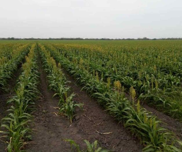 Perjudica falta de agua a agricultores Perjudica falta de agua a agricultores