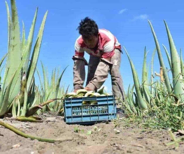 Bebidas con aloe vera tienen menos de 5%: Profeco