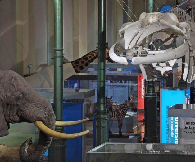 El Museo Nacional de Ciencias Naturales denuncia que se “muere” por falta de espacio