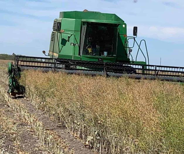 Cae precio de granos por crisis internacional