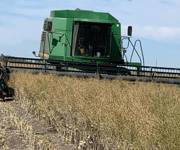 Cae el precio de los granos Cae el precio de los granos