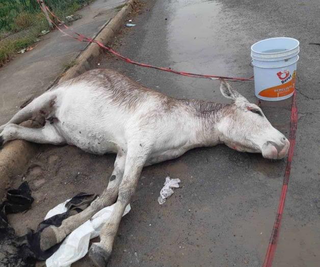 Atropellan y abandonan a un burro