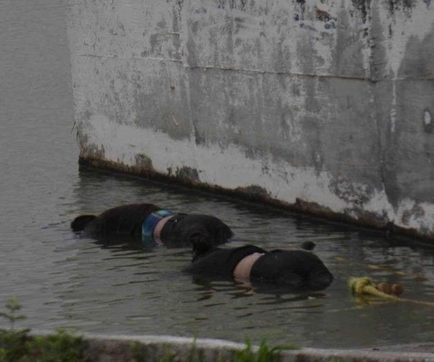Flotan 2 ahogados en el río Flotan 2 ahogados en el río