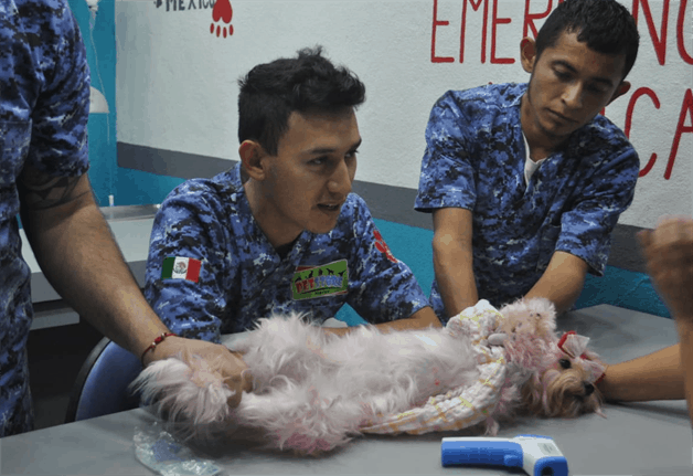 Es más frecuente el cáncer canino