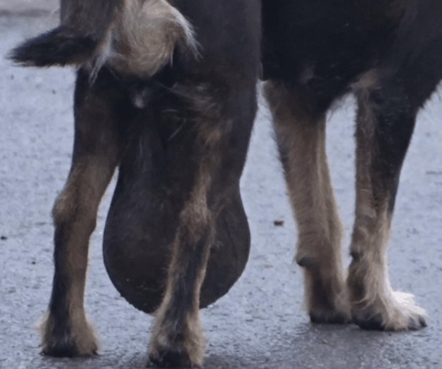 Es más frecuente el cáncer canino