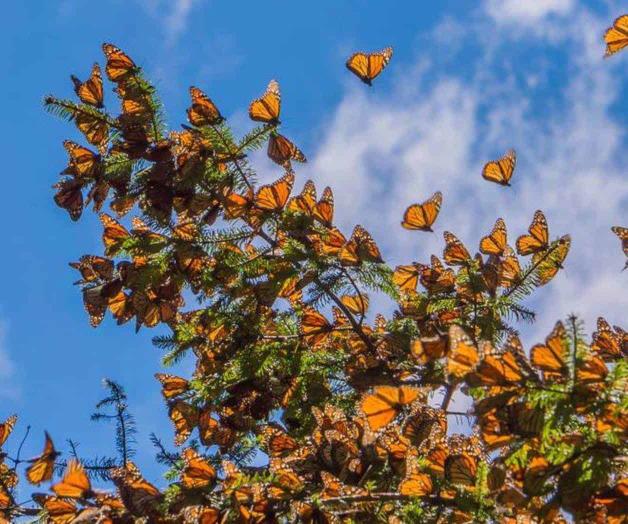 La poligamia de las aves, el adulterio de los calamares y otras estrategias sexuales de los animales