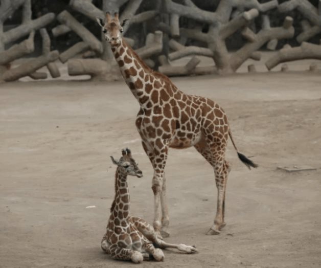 Buscan nombre para jirafa bebé del Zoológico de Chapultepec