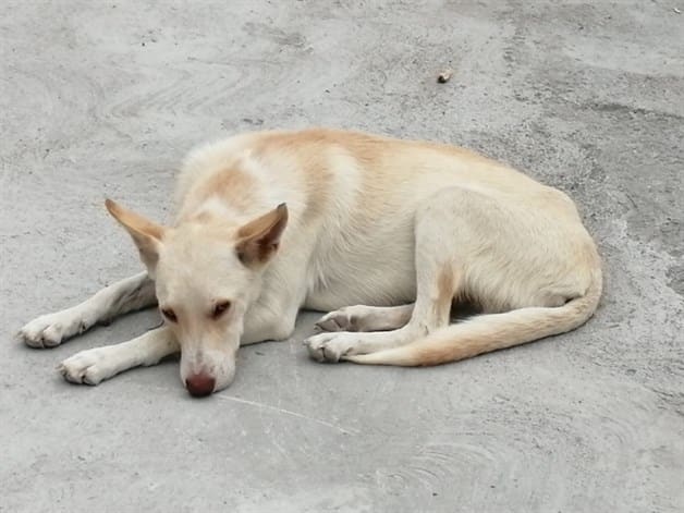 Afecta contenedor salud de animales en refugio, denuncian