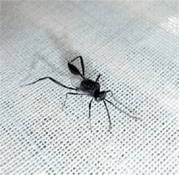 Llaman a proteger insectos y especies