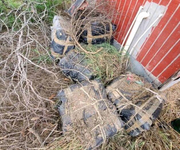 Incautan millonaria carga de enervantes