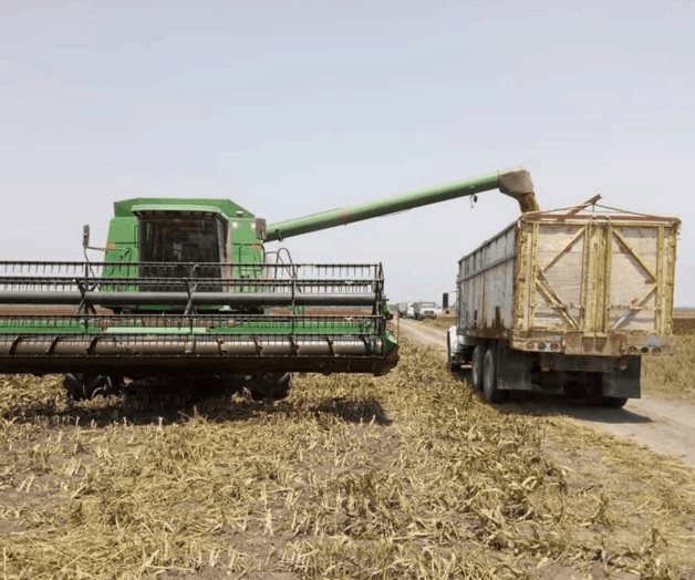 Las trillas de sorgo en pleno apogeo