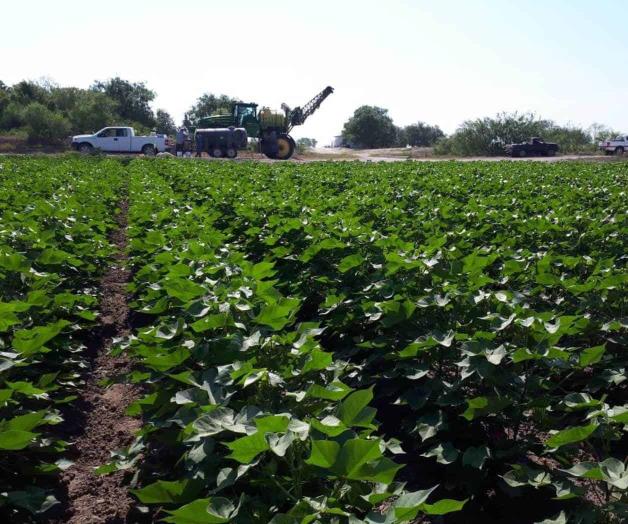 Está por finalizar primer riego de auxilio en algodón