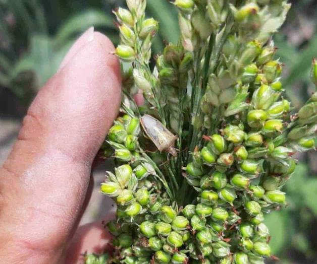 Arriesgan las plagas producción agrícola