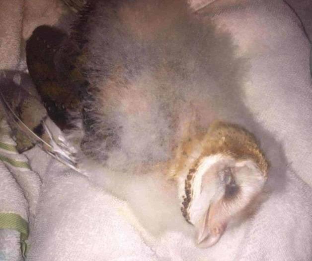 Apedrean a lechuza por creer que es el ave de la muerte, en Yucatán