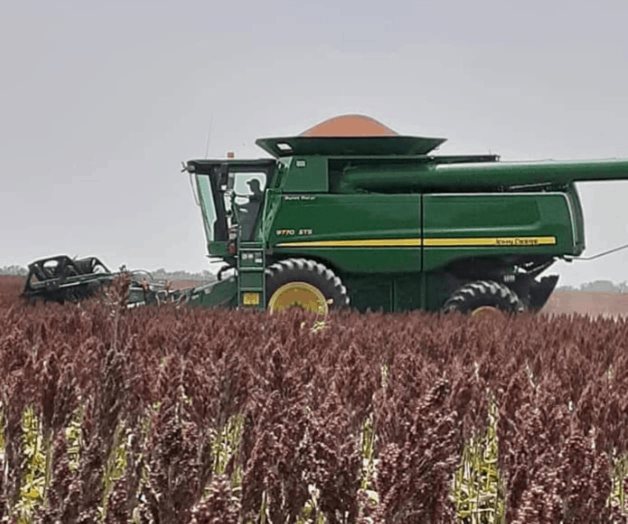 Estiman cosechar 600 mil toneladas