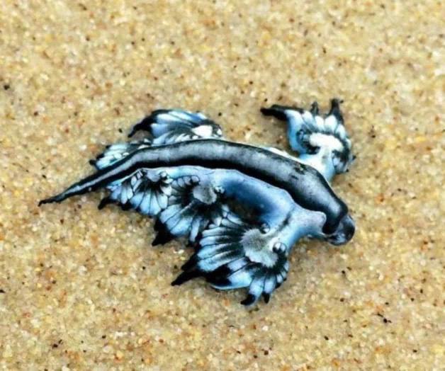 Alertan de peligrosidad de los ‘dragones azules’