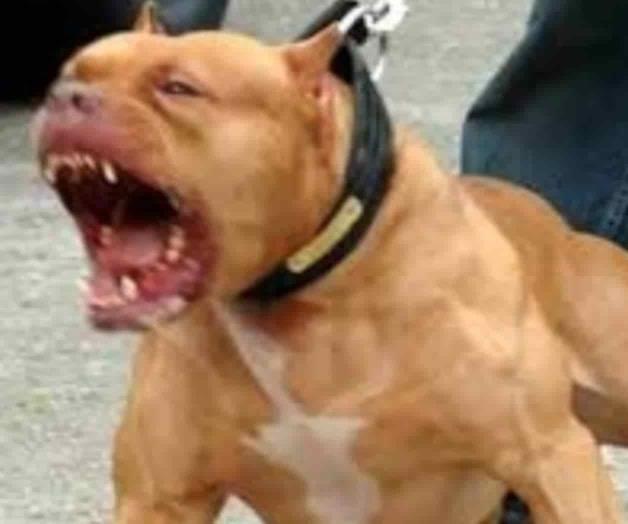 Perro pitbull mata a mujer de la tercera edad en la Condesa