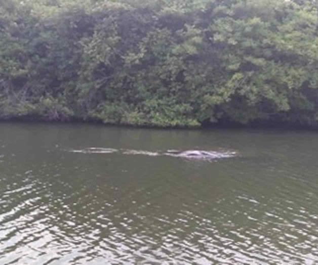 Avistan delfín y cría en un canal