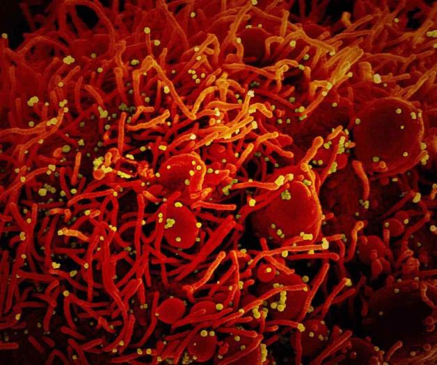 Los misterios del SARS-CoV-2, un mal bicho