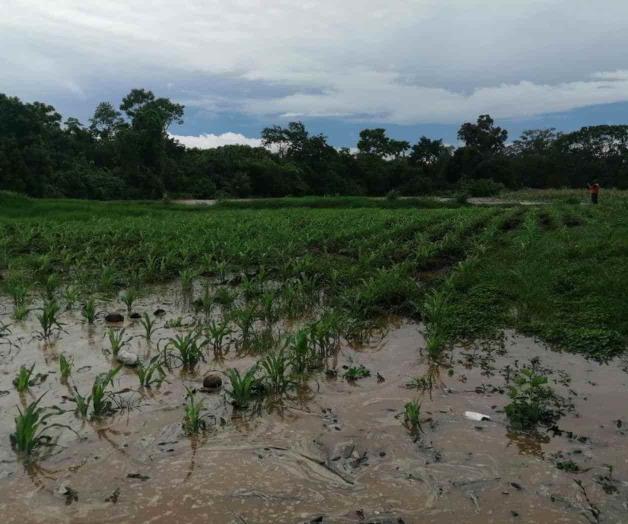 Deja Cristóbal daños en cultivos y viviendas