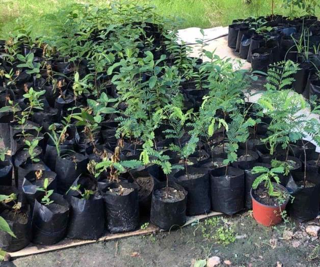 Abre vivero municipal sus puertas e invitan a ‘adoptar’ una planta