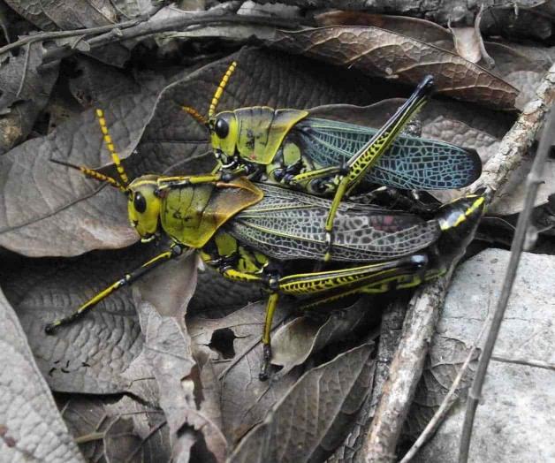 Como en la Biblia, surge peor plaga de langostas Como en la Biblia, surge peor plaga de langostas