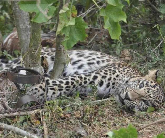 La pandemia impulsa la caza furtiva en Asia y África