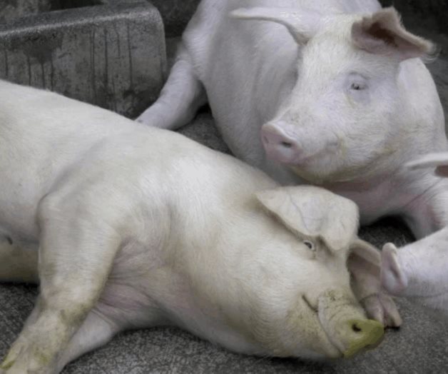 Prematuro, hablar de nueva cepa de gripe con potencial pandémico