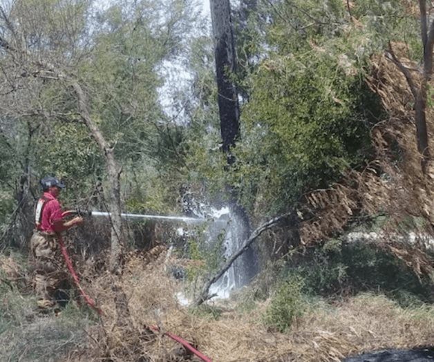 Enjambre de abejas ataca a equino