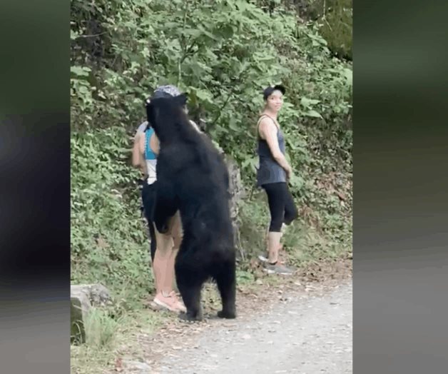 Oso sorprende a visitantes de Chipinque, en Nuevo León