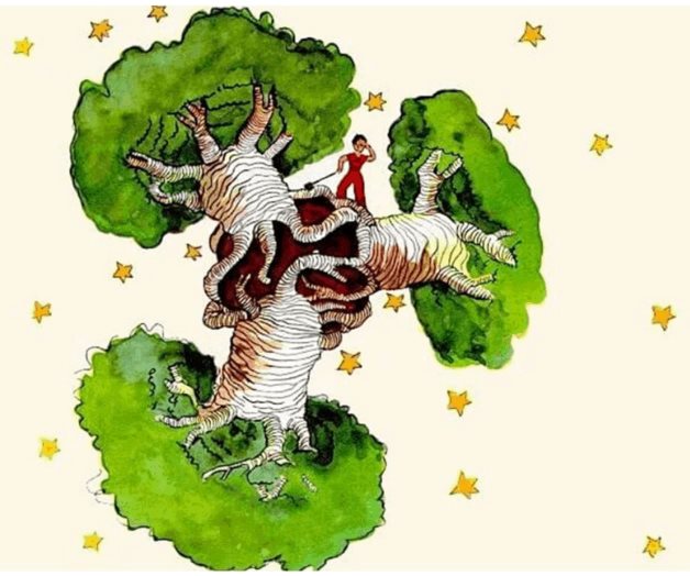 Los baobabs, los gigantes africanos y la pesadilla de ‘El Principito’ Los baobabs, los gigantes africanos y la pesadilla de ‘El Principito’