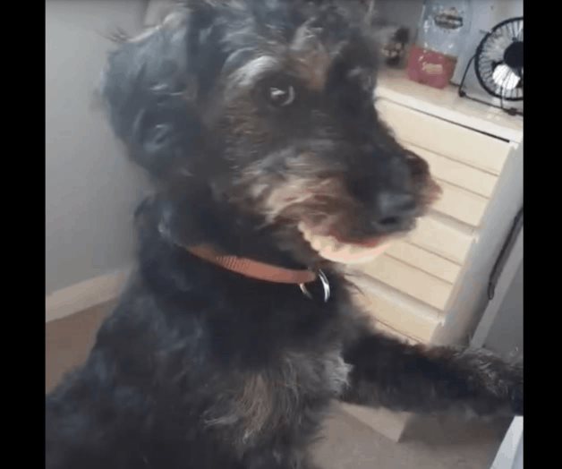 Perro roba la dentadura postiza de su dueña